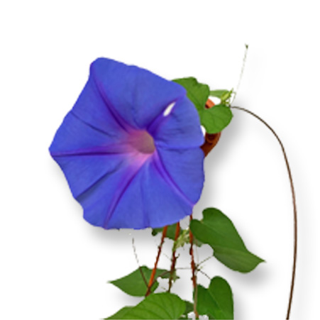 Morning Glory Blossom in Nature