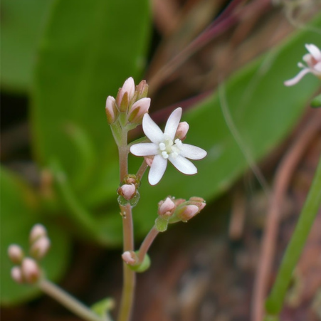 Corymb Diamond Flower (Parpadaka)