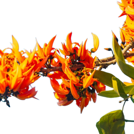 Flame-of-the-Forest