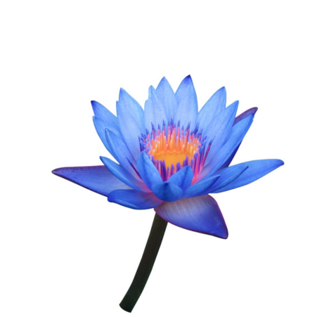 Blue Water Lily