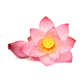 Sacred Lotus Stamen