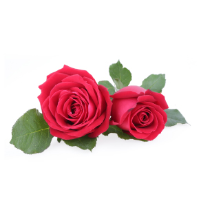 rose flower image