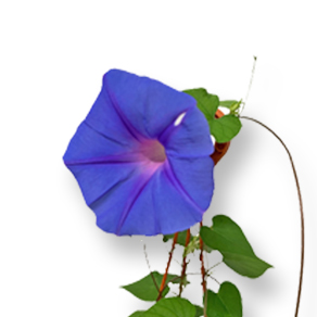 Morning Glory Blossom in Nature