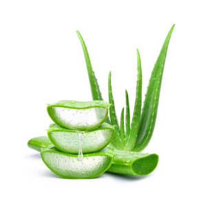 Aloe vera - Benefits in Skin Care