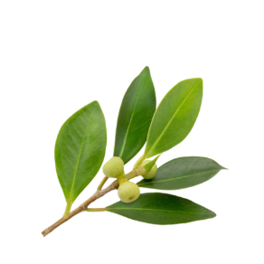 Indian Laurel Fig - Best Ingredient for Baby Oil