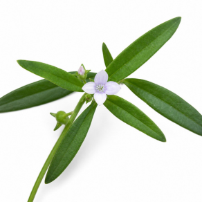 Corymb Diamond Flower (Parpadaka)